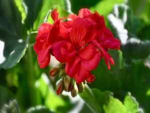 Postal: Flores rojas en la planta