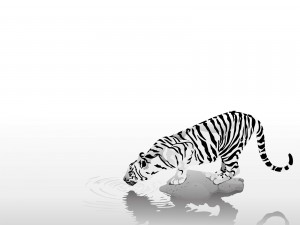 Un tigre que bebe agua