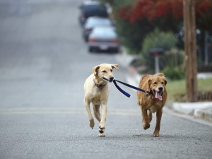 Postal: Dos perros en la calle