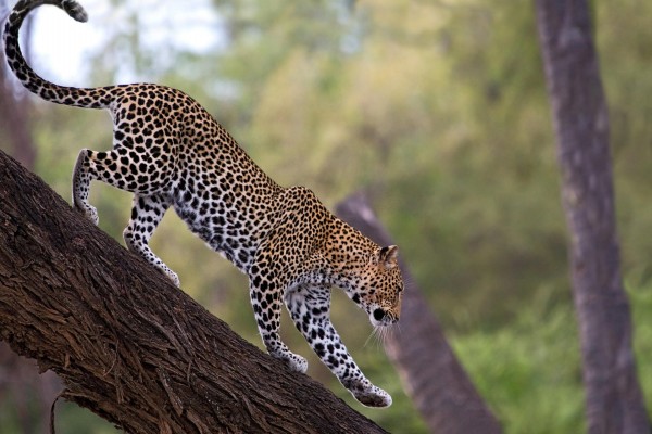 Leopardo en el tronco de un árbol
