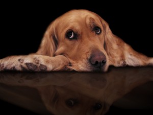 Perro con ojos tristes