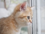 Gatito mirando por la ventana