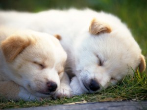 Postal: Perros durmiendo sobre la hierba