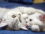 Gatito jugando con su madre