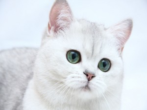 Postal: Gato blanco con preciosos ojos