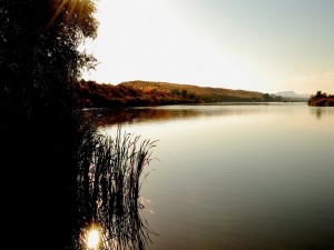 La luz del sol entre la vegetación del lago