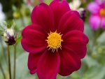 Preciosa flor de pétalos rojos