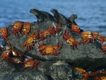Cangrejos e iguanas marinas en la roca