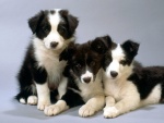 Tres lindos perros