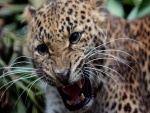 Pequeño leopardo muy enfadado