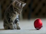 Gatito mirando una bola roja de Navidad