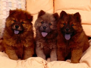 Postal: Tres cachorros Chow Chow
