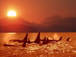 Un grupo de orcas al atardecer