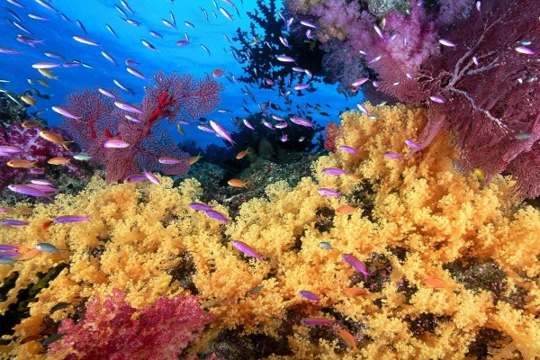 Muchos peces antias en el coral amarillo