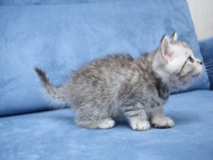 Postal: Gatito sobre el sofá azul