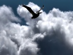 Pelícano volando entre las nubes