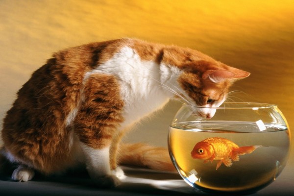 El gato mira al pez