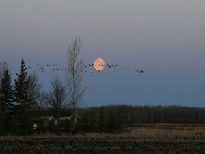 La luna y pájaros en el cielo