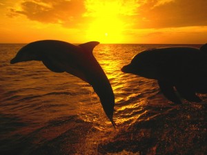 Postal: Delfines al atardecer