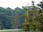 Lago de aguas verdes entre grandes árboles