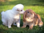 Un conejo y un perro en la hierba