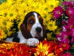 Perro en una cesta con flores