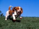 Un perro que corre en la hierba