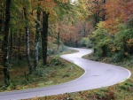 Carretera con curvas en el bosque