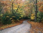 Camino estrecho visto en otoño