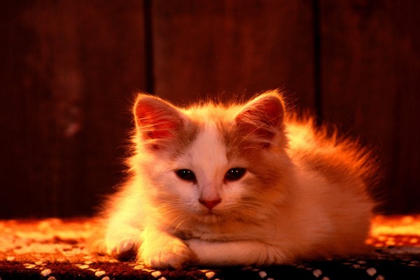 Un gatito en la alfombra