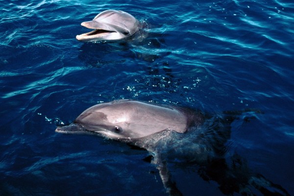 Delfines con la cabeza fuera del agua