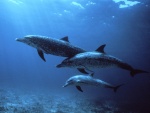 Delfín manchado del Atlántico