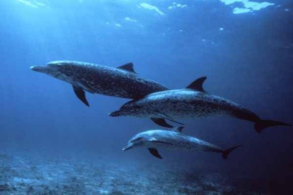 Delfín manchado del Atlántico