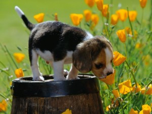 Perrito sobre un tonel oliendo las flores