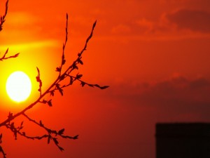 Postal: El sol y la rama del árbol