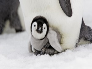 Postal: Pingüino pequeño debajo de su madre