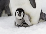 Pingüino pequeño debajo de su madre