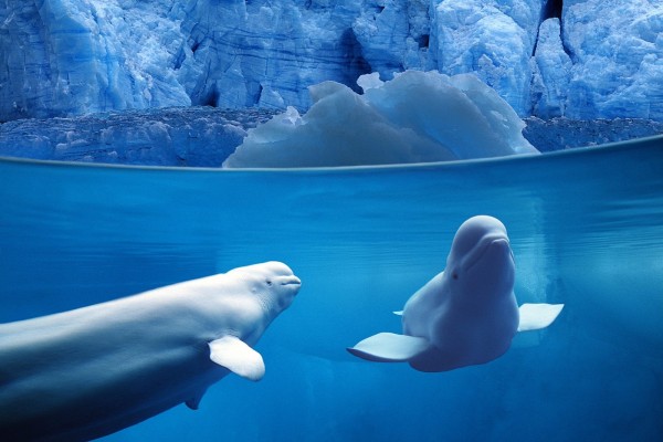 Dos belugas bajo el agua