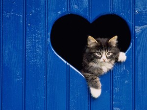 Postal: Gatito en una ventana con forma de corazón
