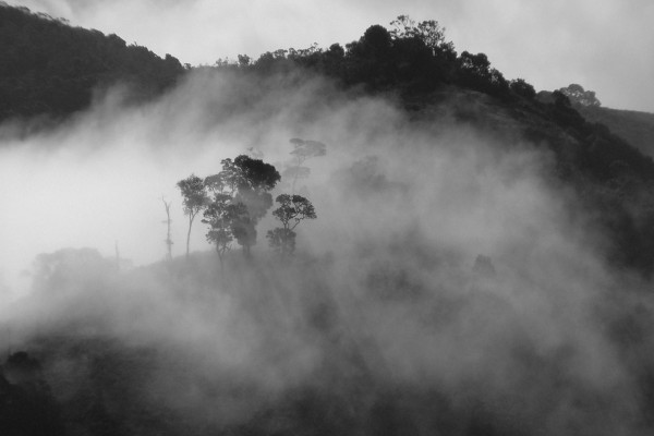 Niebla envolviendo a los árboles