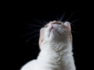 Postal: Gatito mirando hacia arriba