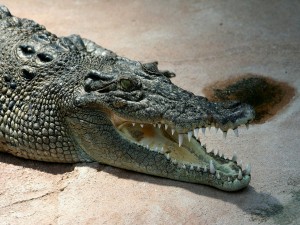 Postal: Cocodrilo marino (Crocodylus porosus)