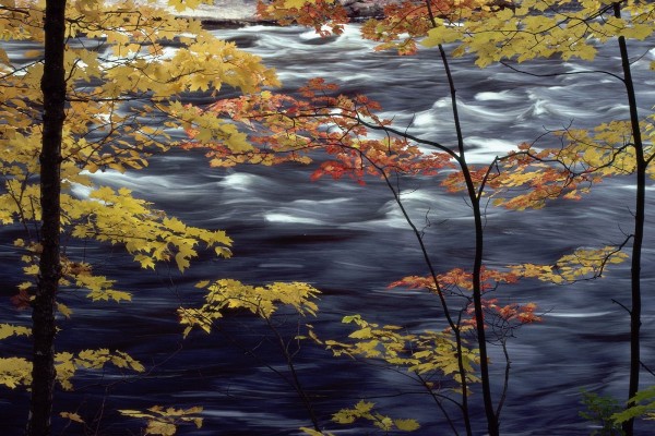 Árboles junto al río en otoño