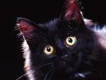 Gato negro con ojos llamativos