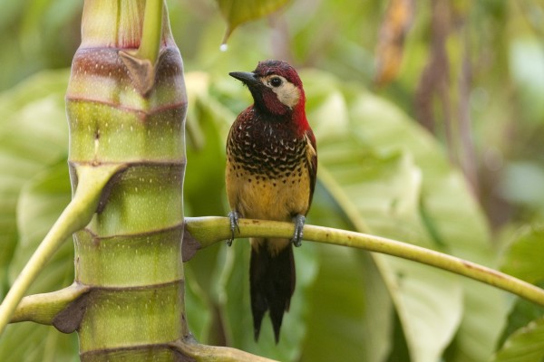Un pájaro en la rama de una gran planta