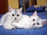 Dos bonitos gatos