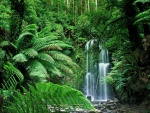 Beauchamp Falls en Beech Forest, Victoria (Australia)