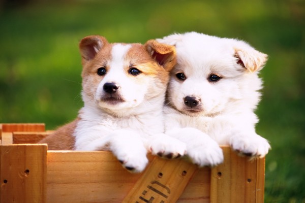 Dos perritos en una caja de madera