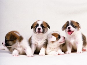 Postal: Cuatro lindos cachorros