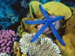 Estrella de mar azul (Linckia laevigata)